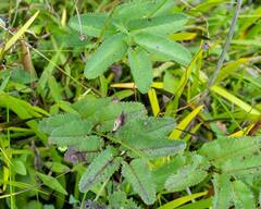 Sanguisorba canadensis