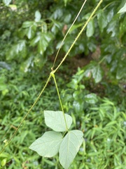 Amphicarpaea bracteata