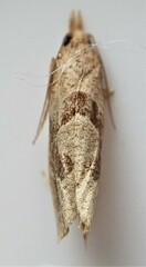 Pelochrista similiana