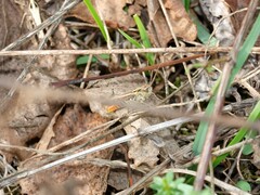 Omocestus haemorrhoidalis