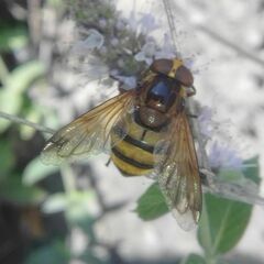 Volucella inanis