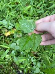 Amphicarpaea bracteata