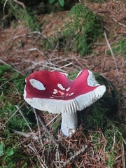 Russula