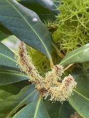 Chrysolepis chrysophylla