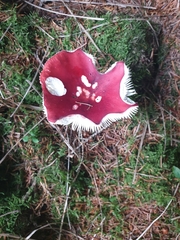 Russula