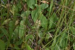 Prunella vulgaris lanceolata
