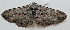 Iridopsis vellivolata