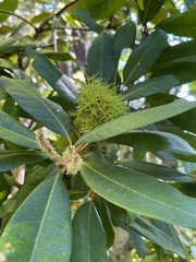 Chrysolepis chrysophylla