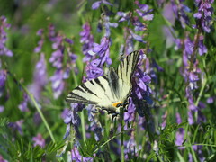 Iphiclides podalirius