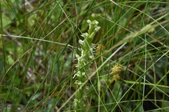 Platanthera
