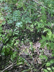 Hordelymus europaeus