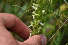 Platanthera