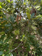 Chrysolepis chrysophylla