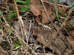Omocestus haemorrhoidalis