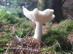 Russula