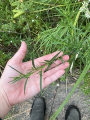 Symphyotrichum boreale