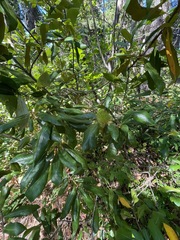 Chrysolepis chrysophylla