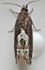 Eucosma parmatana