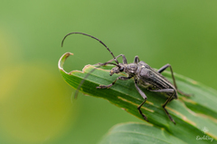 Oxymirus cursor