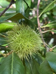 Chrysolepis chrysophylla