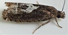 Eucosma parmatana