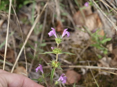 Galeopsis angustifolia
