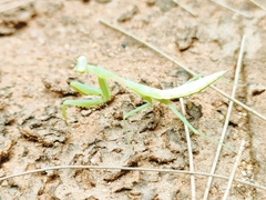 Miomantis caffra