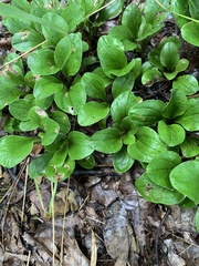 Antennaria plantaginifolia