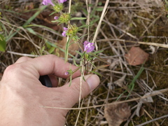 Galeopsis angustifolia