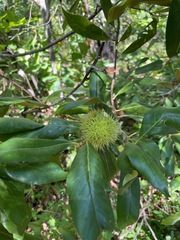 Chrysolepis chrysophylla