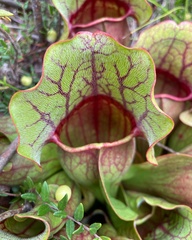 Sarracenia