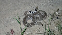 Crotalus atrox