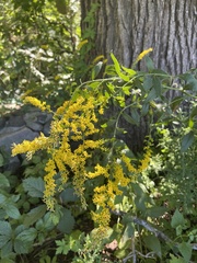 Solidago ulmifolia