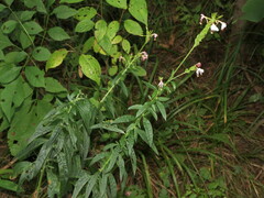 Oenothera gaura