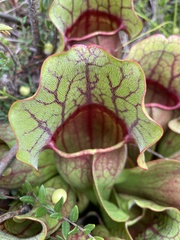 Sarracenia