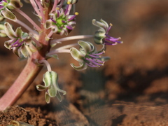 Ledebouria ovatifolia ovatifolia