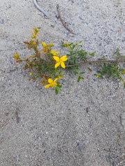Hypericum perforatum