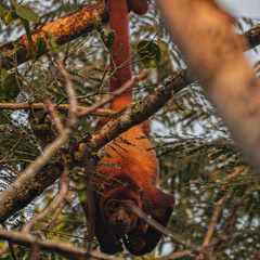Alouatta seniculus