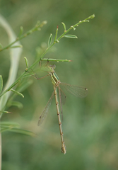 Lestes barbarus