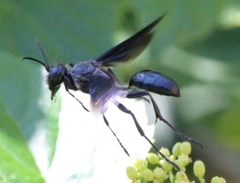 Sphecidae