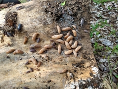 Deroceras reticulatum