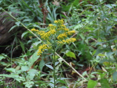 Solidago juncea