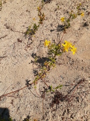 Hypericum perforatum