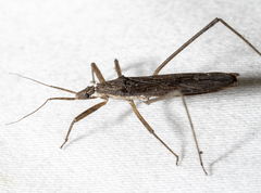 Pygolampis pectoralis