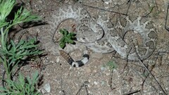 Crotalus atrox