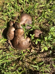 Calvatia