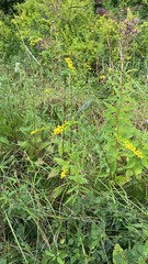 Solidago ulmifolia