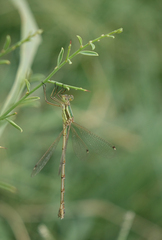 Lestes barbarus