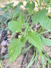 Solanum sarrachoides