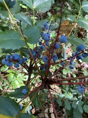 Berberis nervosa